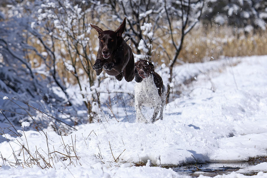 German Shorthaired Pointers #1 Photograph by Brook Burling