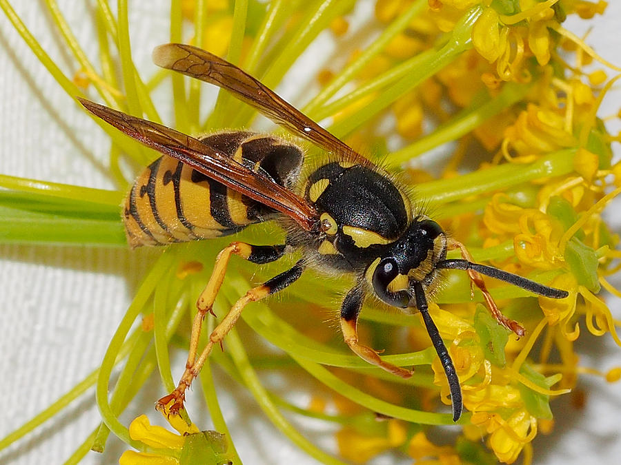 German Wasp (Vespula germanica) #1 Photograph by Valter Jacinto