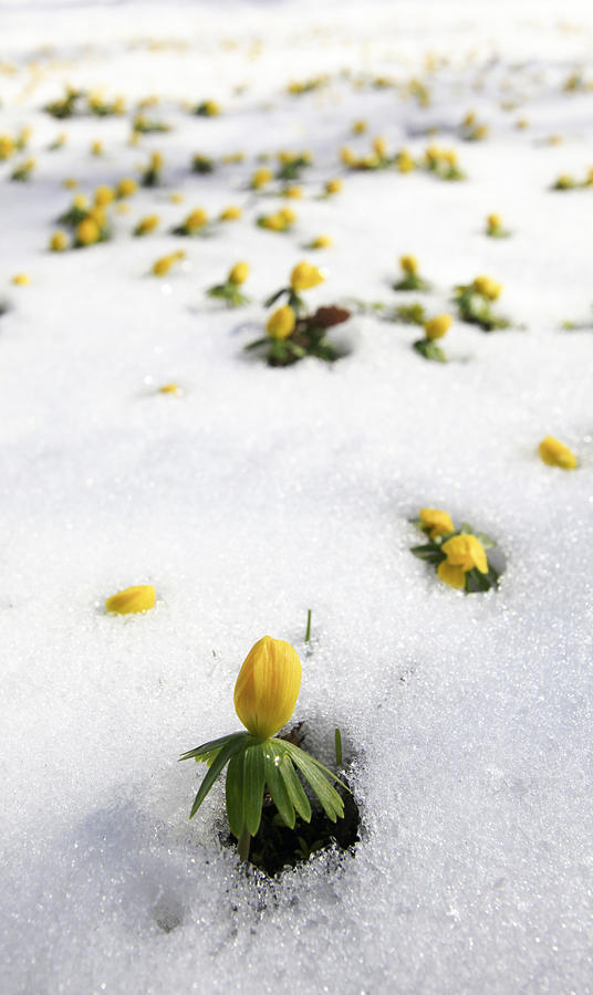 Germany, Winter aconite in snow #1 Photograph by Westend61