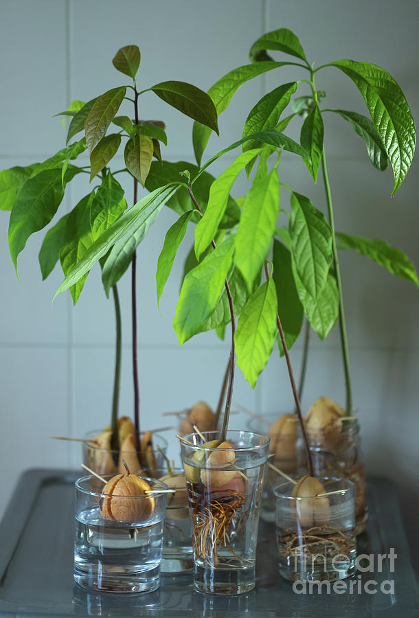 Germinating Avocado Pit Photograph by Anna Om - Pixels