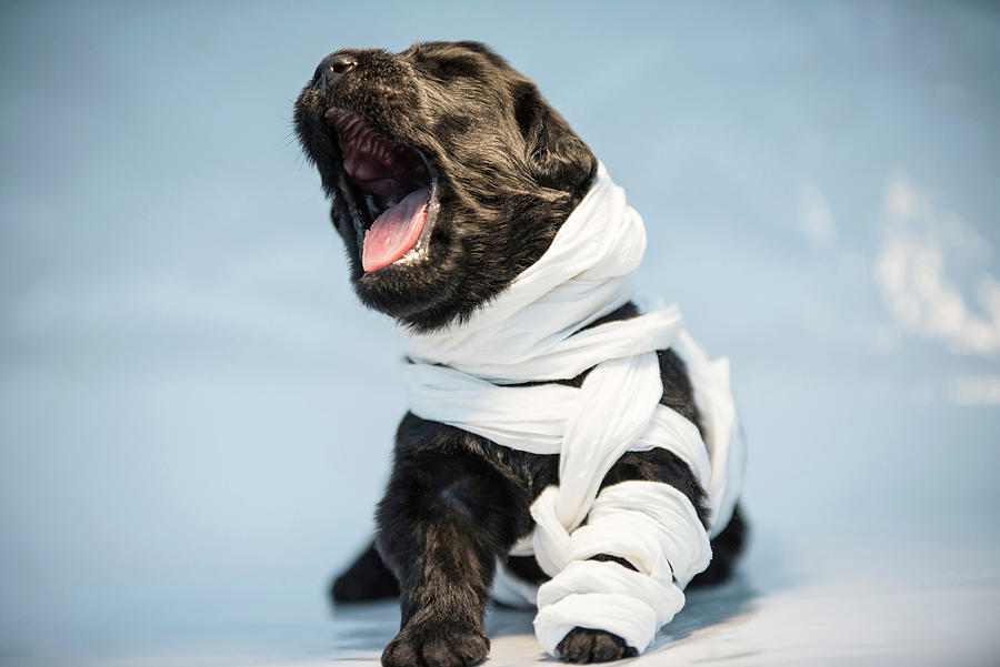 Get Well Soon Photograph - Get well puppy #2 by Notta Bear