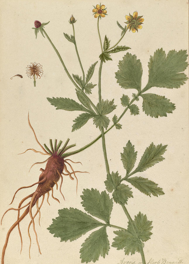 Geum urbanum Painting by Elizabeth Blackwell - Fine Art America