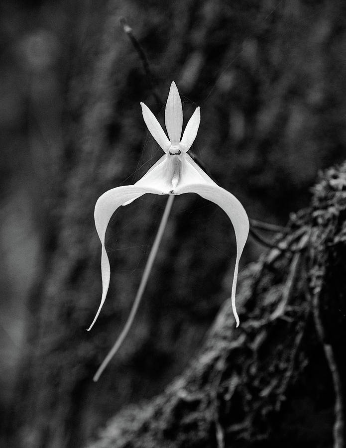 Ghost Orchid 3 #2 Photograph by Rudy Wilms