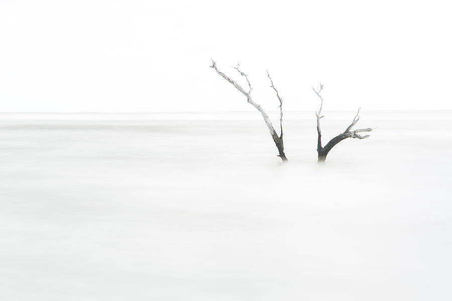 Ghost Tree #1 Photograph by Stefan Mazzola