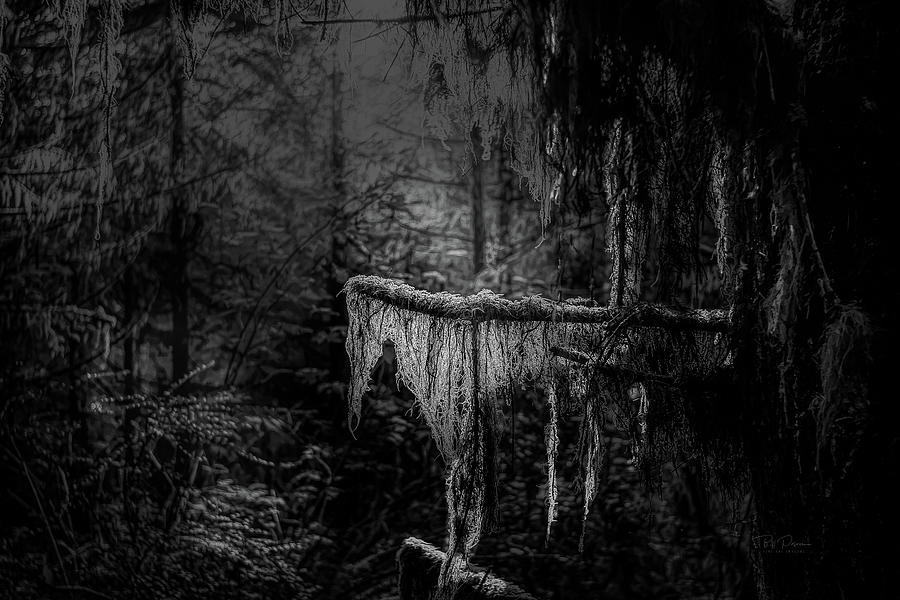 Ghostly Growth #1 Photograph by Bill Posner