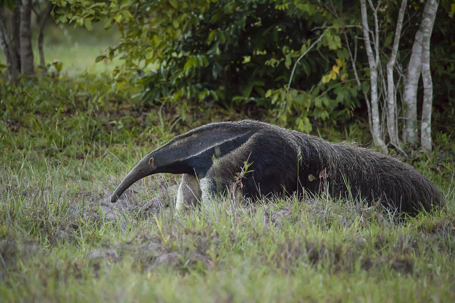 Giant anteater (myrmecophaga tridactyla), cerrado region, Brazil #1 Photograph by Joao Inacio