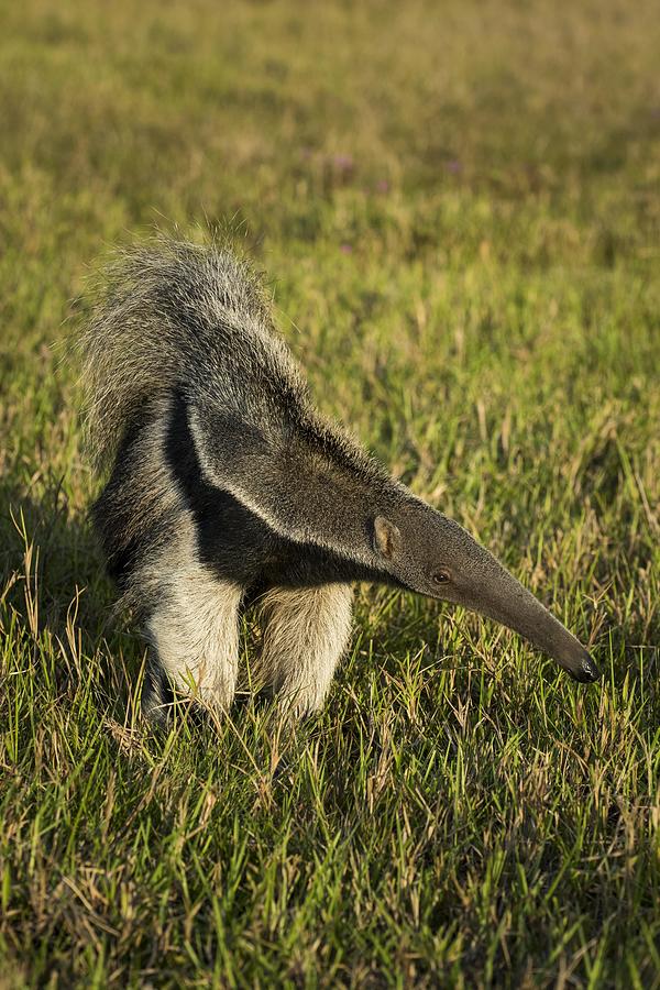 Giant anteater (Myrmecophaga tridactyla), Pantanal, Mato Grosso do Sul, Brazil #1 Photograph by Matthias Graben