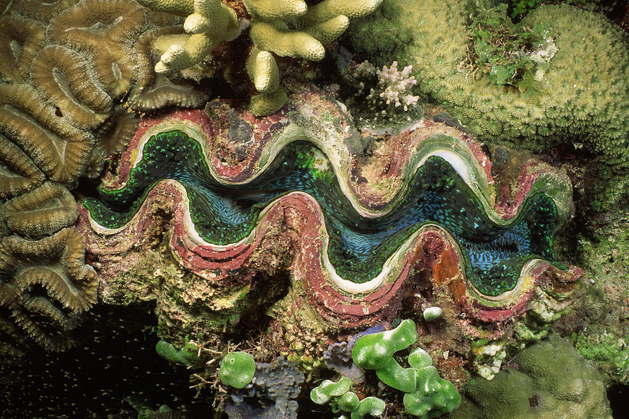 Giant clam #1 Photograph by Comstock Images