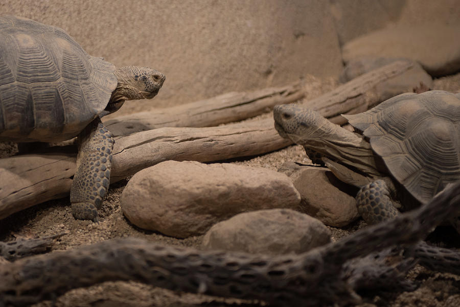 Giant desert tortoise #1 Photograph by Mike Fusaro