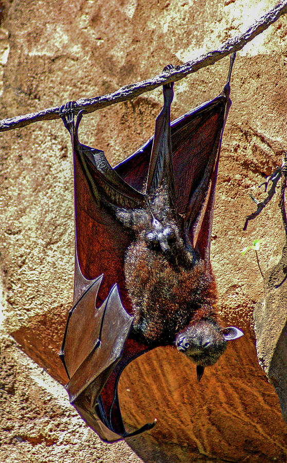 Giant Golden Crowned Flying Bat Photograph By Jean Haynes Pixels   1 Giant Golden Crowned Flying Bat Jean Haynes 