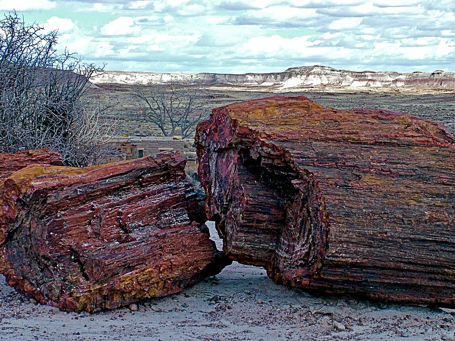 Giant Logs, Rainbow Forest, Petrified Forest National Park, Arizona. #1 Photograph by Ruth Hager