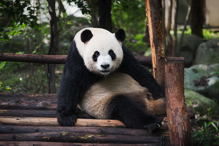Giant Panda #1 Photograph by © Philippe LEJEANVRE