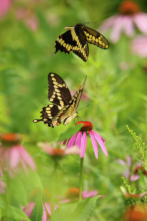 Giant Swallowtail #1 Photograph by Brook Burling
