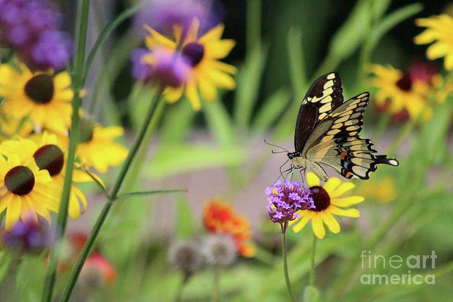 Giant Swallowtail Butterfly In Garden Photograph