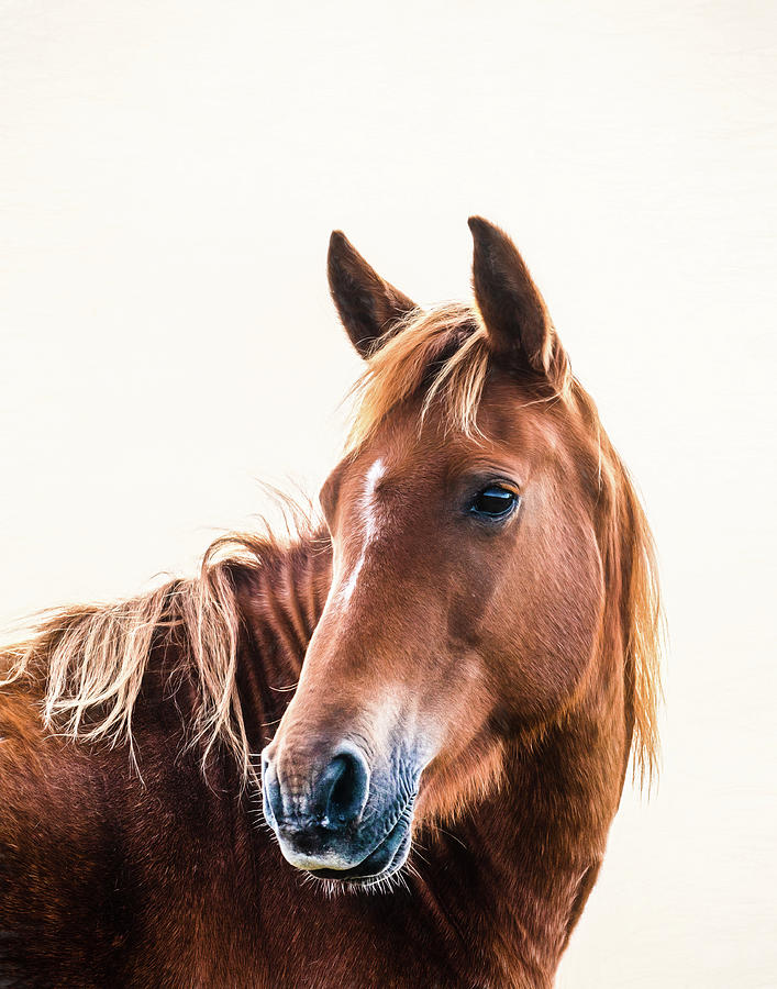 Gibson - Horse Art #1 Photograph by Lisa Saint