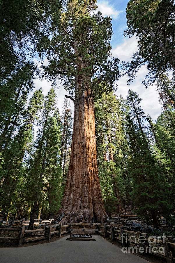 Gigantic Sequoia tree, called General Sherman, in Sequoia Nation ...