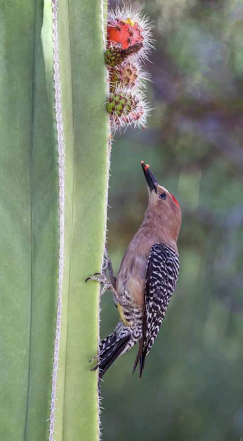 Gila Woodpecker 0547-051318-1cr Photograph by Tam Ryan