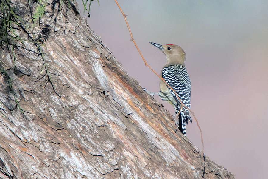 Gila Woodpecker 3665-020119 Photograph by Tam Ryan