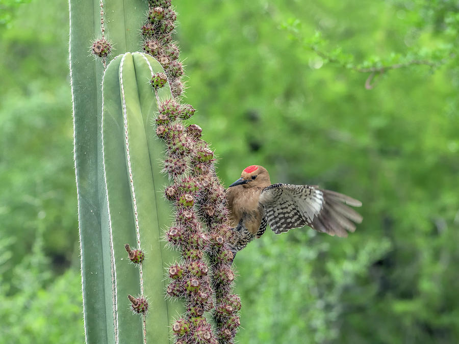 Gila Woodpecker 8621 #2 Photograph by Tam Ryan