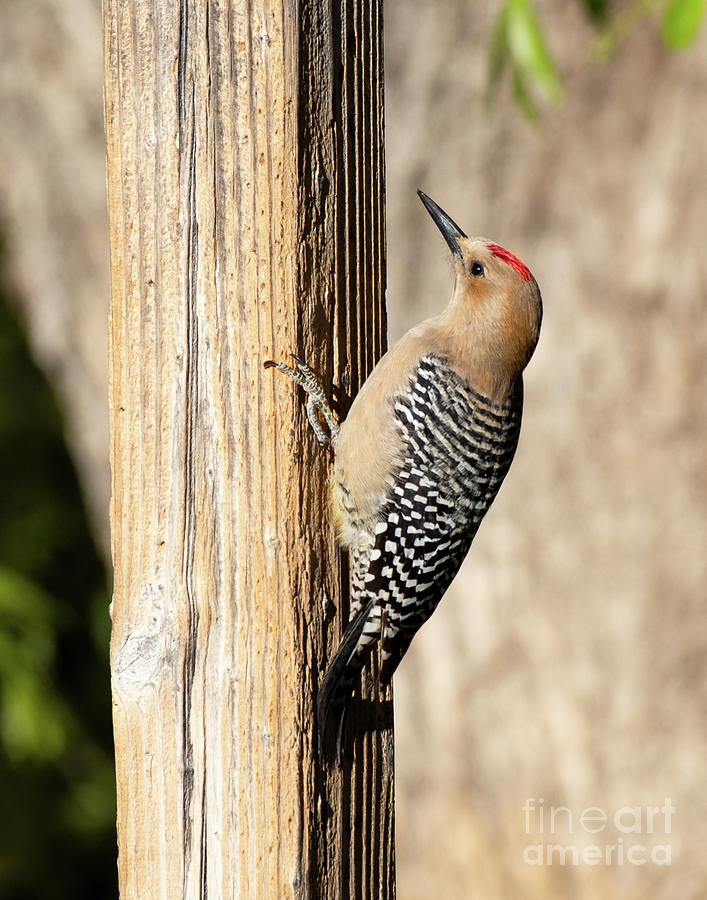 Gila Woodpecker #1 Photograph by Dennis Hammer