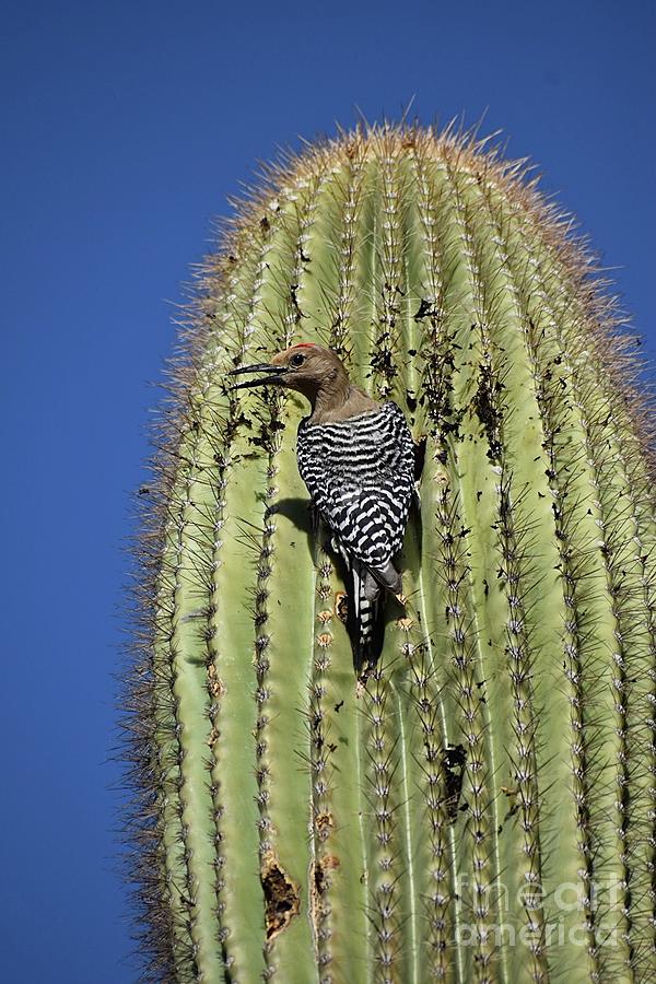 Gila woodpecker Digital Art by Tammy Keyes - Fine Art America