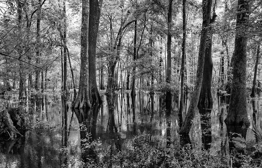 Ginnie Springs Swamp 2022 Photograph by Joey Waves - Fine Art America