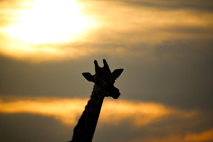 Giraffe At Sunset Photograph
