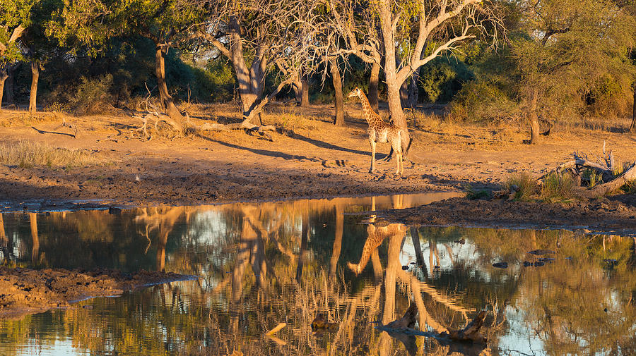 Giraffe at sunset Mapungubwe National Park, South Africa #1 Photograph by Fabio Lamanna