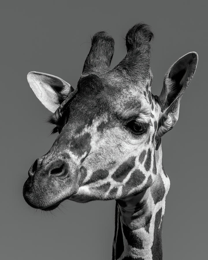 Giraffe Bw Photograph