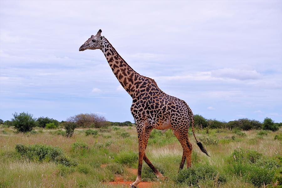 Giraffe #1 Photograph by ©Daniela White Images