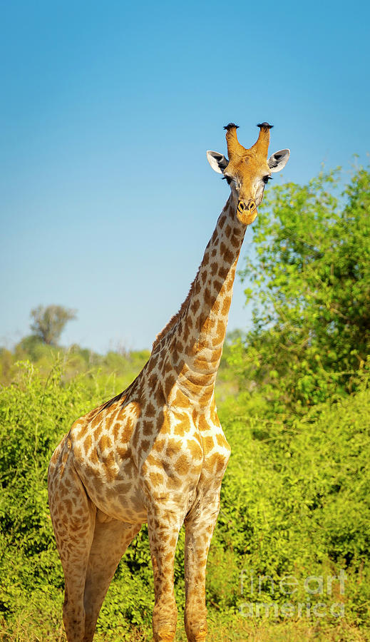 Giraffe In Africa Photograph