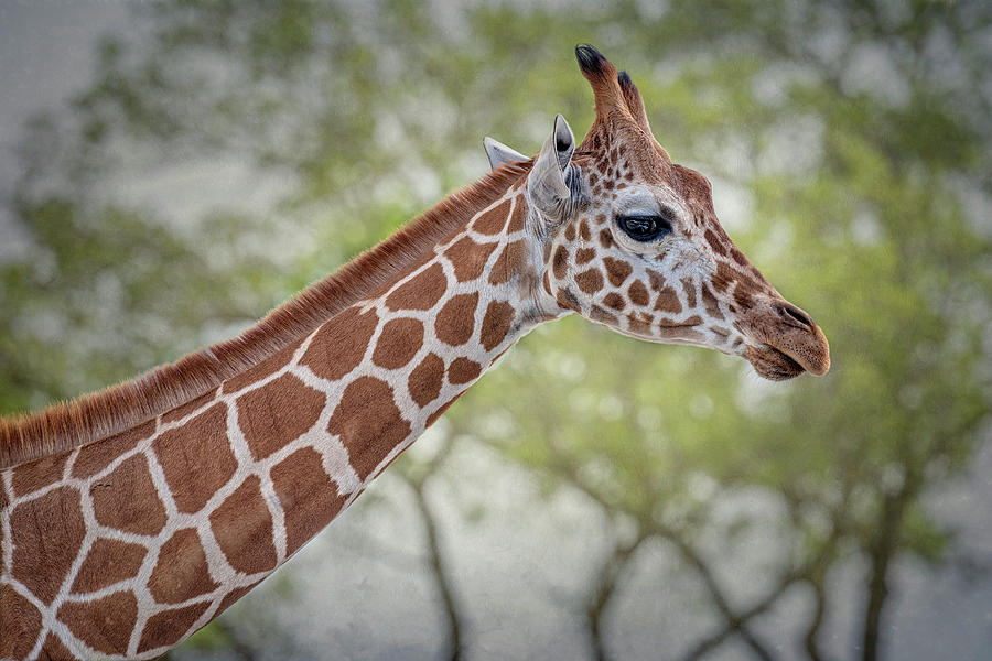 Wildlife Photograph - Giraffe II by Joan Carroll
