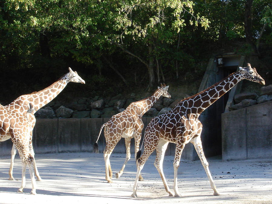 Giraffe Line #1 Photograph by Kenny Glover