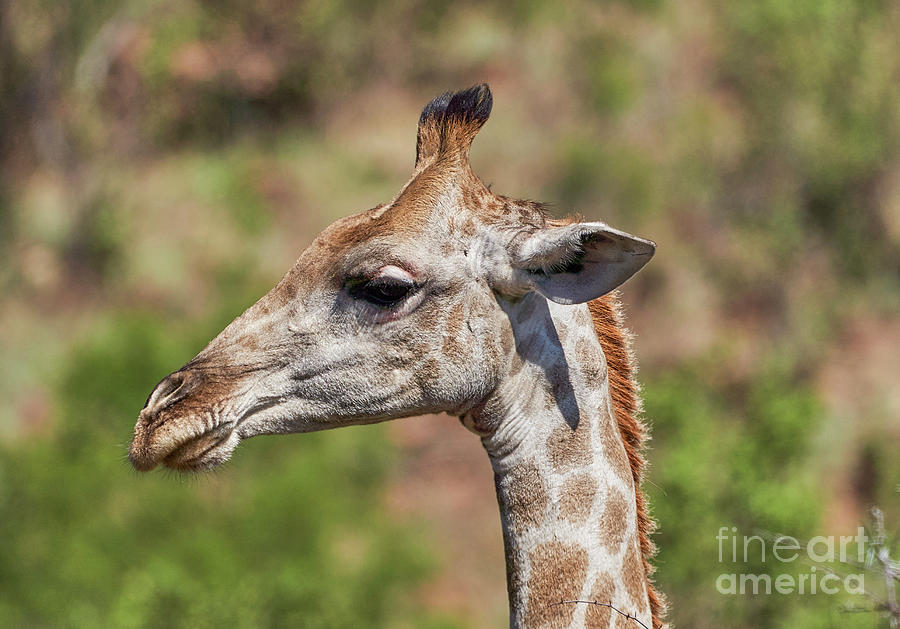 Giraffe Portrait  #1 Photograph by Brian Kamprath