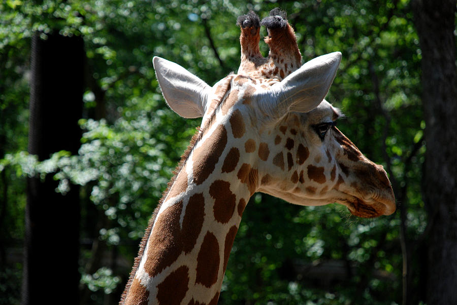 Giraffes #1 Photograph by Kenny Glover