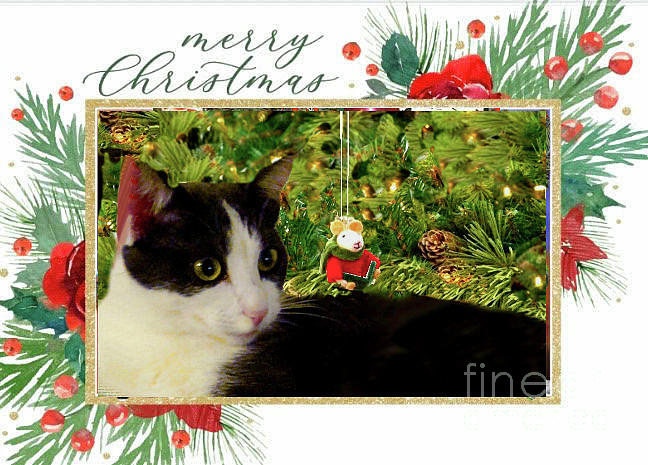 Girlie the Cat at Christmas #1 Photograph by Janette Boyd