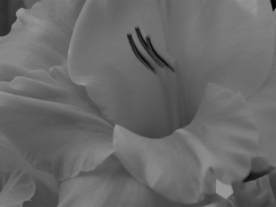 Gladiola Photograph By Atlas Tracer - Fine Art America