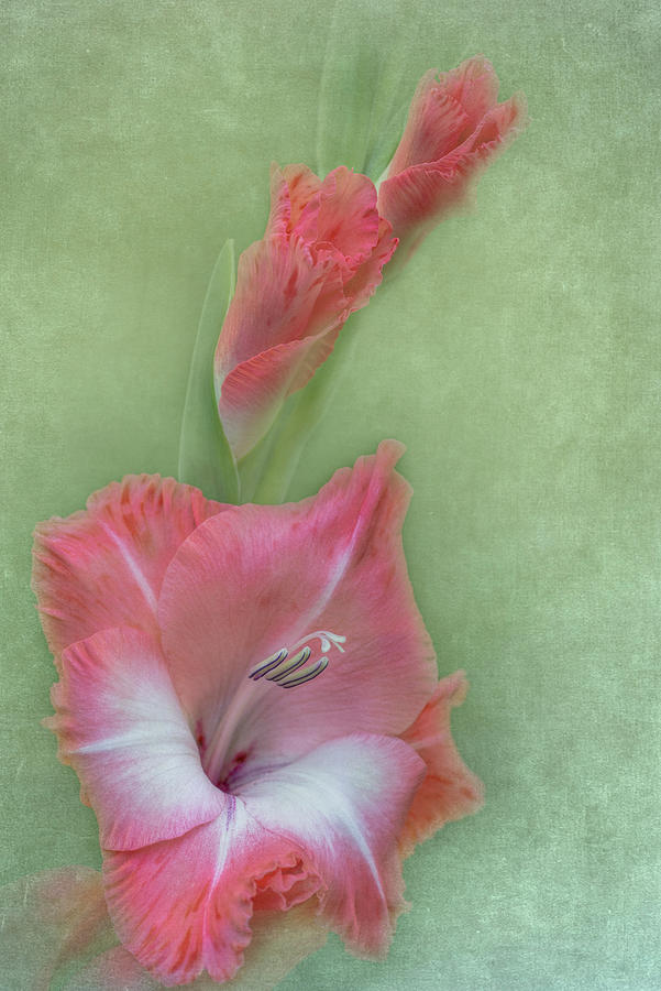 Gladiolus #1 Photograph by Richard Macquade