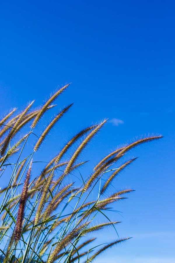 Glass blossom with blue sky #1 Photograph by Doidam10