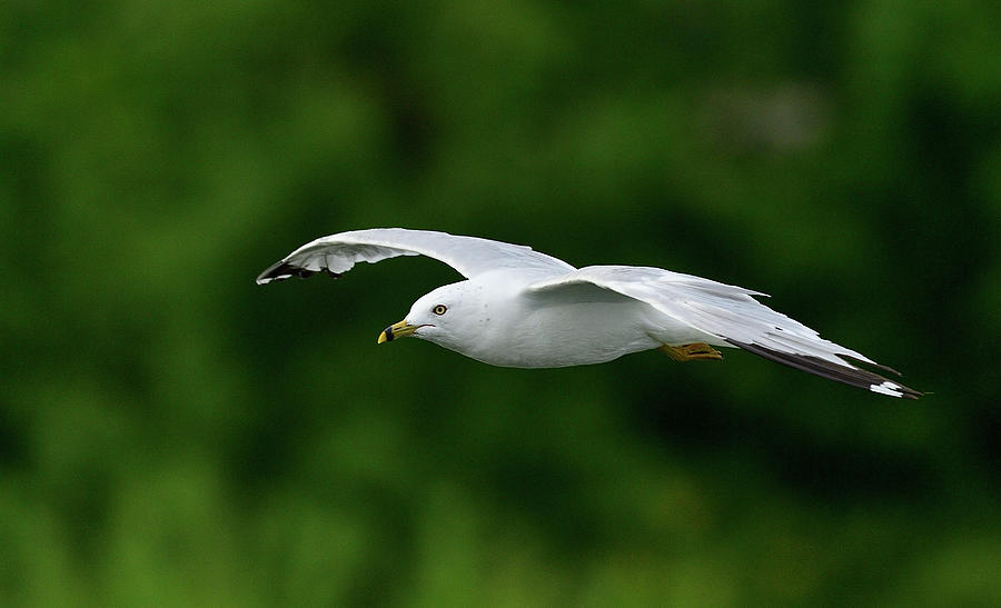Gliding Gull #1 Photograph by Paul Freidlund