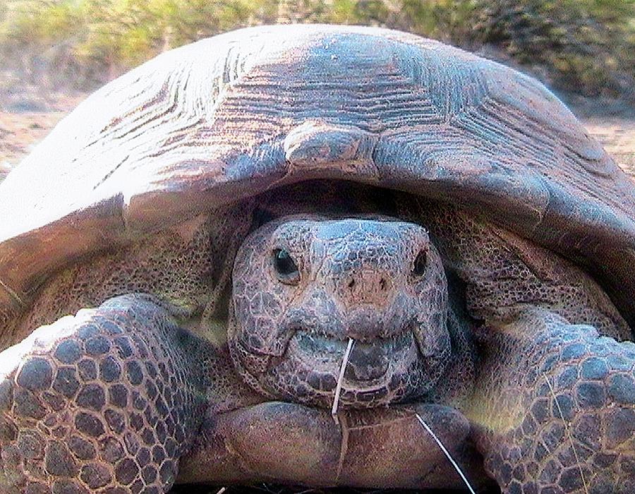 Gloria - The Wild Desert Tortoise Photograph by Judy Kennedy