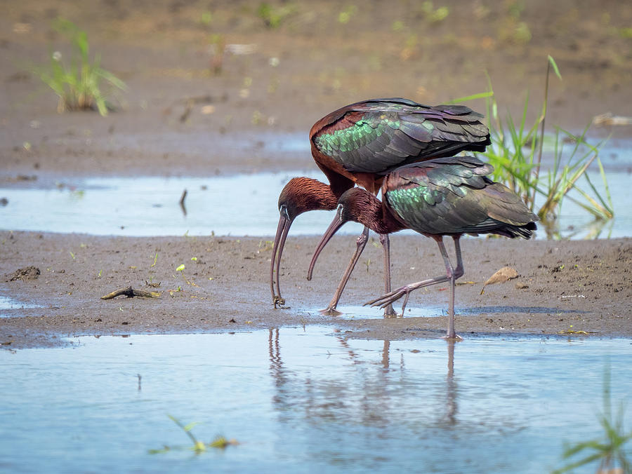 Glossy ibis - Plegadis falcinellus #1 Photograph by Jivko Nakev