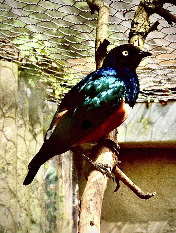 Glossy Starling #1 Photograph by Gordon James