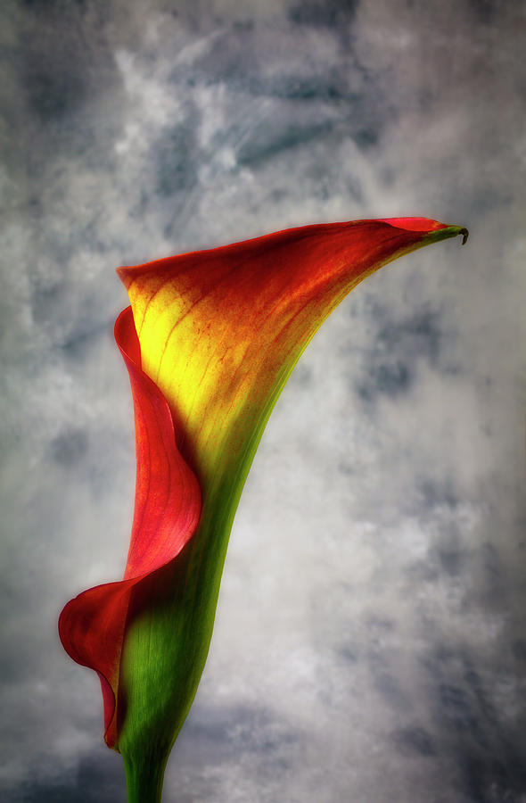 Glowing Calla Lily #1 Photograph by Garry Gay