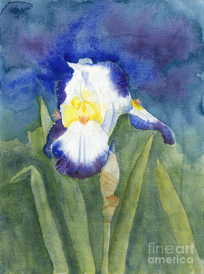 Glowing Evening Iris Watercolor #2 Painting by Conni Schaftenaar