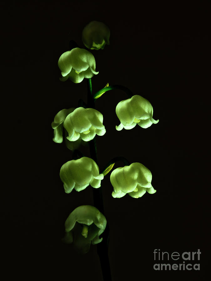Small Lanterns - Glowing In A Dark  Photograph by Tatiana Bogracheva
