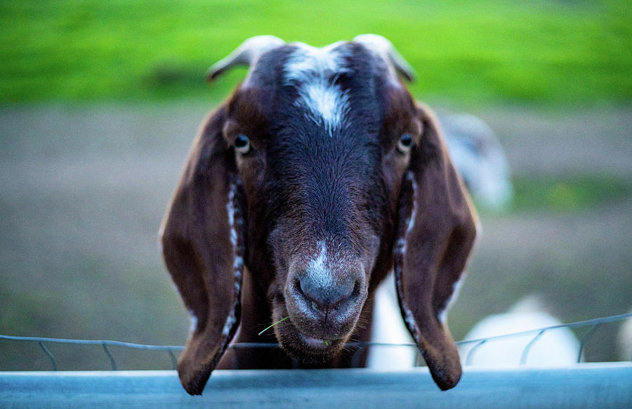 Goat Life-photo By Dustin Woods Photograph By Dustin Woods - Fine Art 