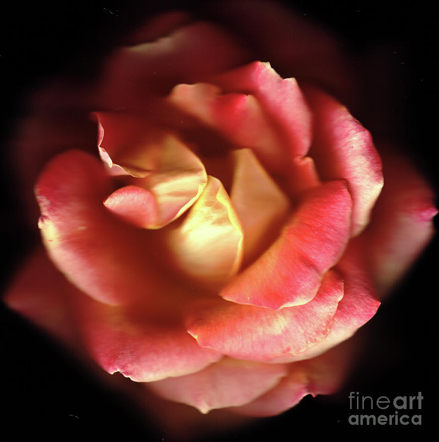 Flower Photograph - Goddess #2 by Susan Burks