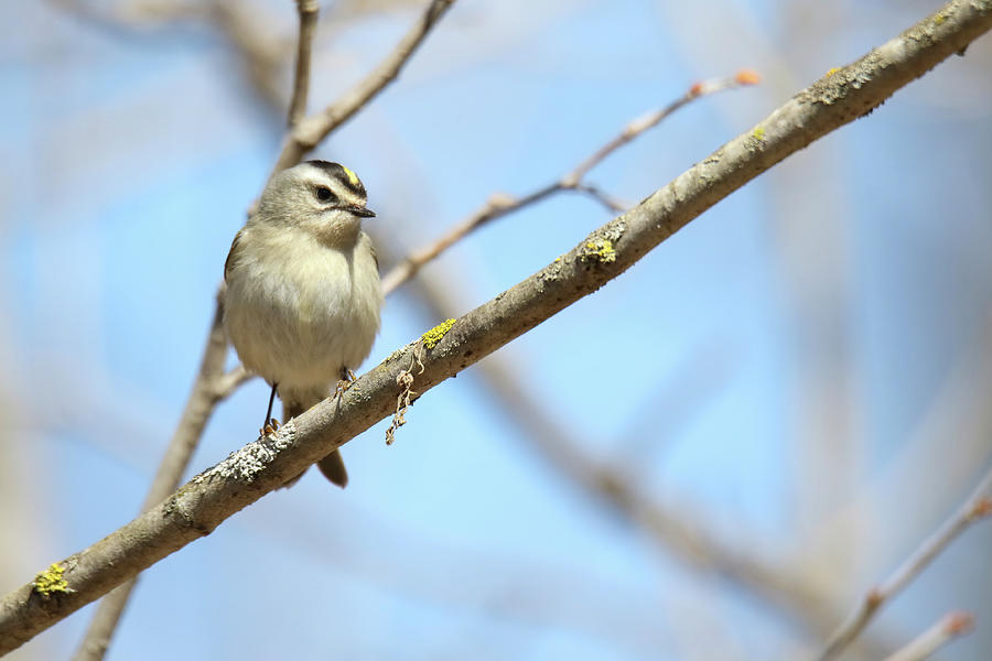 Gold Crowned Kinglet #1 Photograph by Brook Burling