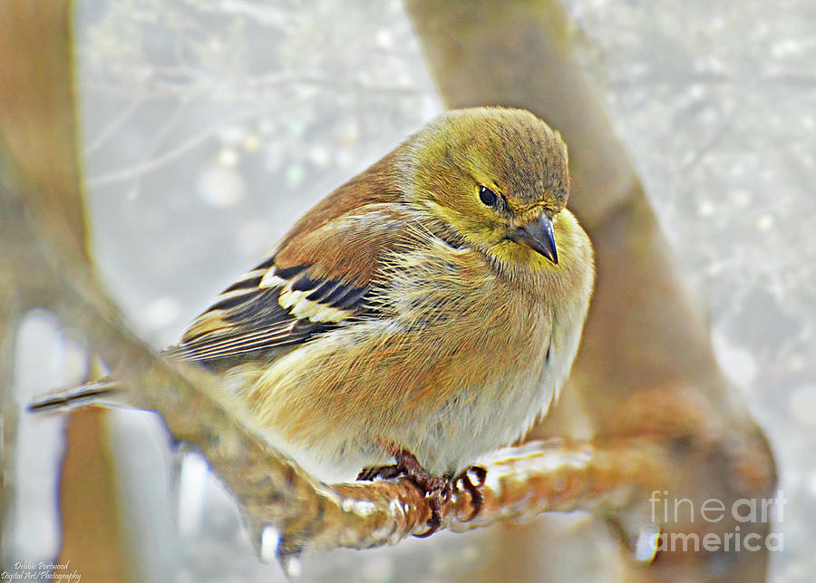 1 Gold finch -Icy perch - New Version Photograph by Debbie Portwood